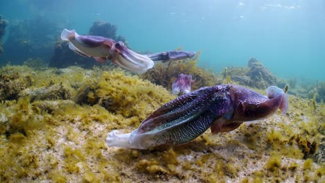 Riesige-Australische-Tintenfische-Sepia-Apama-Migration-Whyalla-Südaustralien-4k-Zeitlupe,-Paarung,-Eier-Legen,-Kämpfen,-Aggregation,-Unter-Wasser