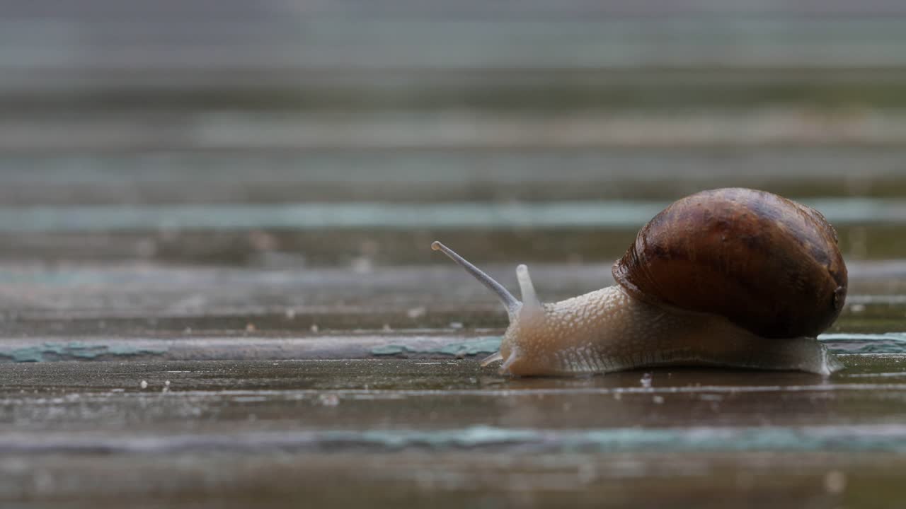 A garden snail on a timber deck during the rain CLOSE UP