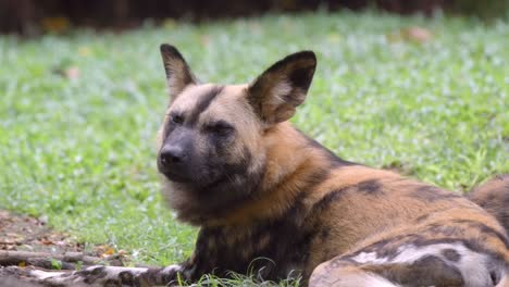 Perro-Salvaje-Africano-Tirado-En-El-Suelo-Mientras-Mira-A-Su-Alrededor