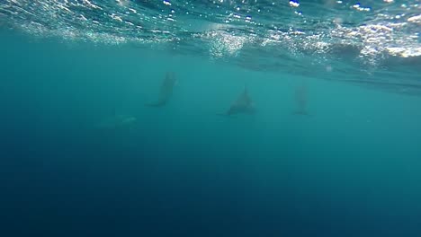 dolphin pod in slow motion