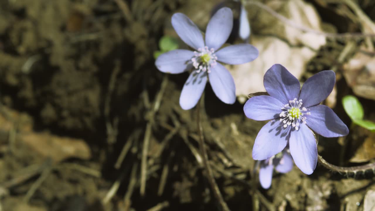Villblomst i skogen. Hepatica Americana