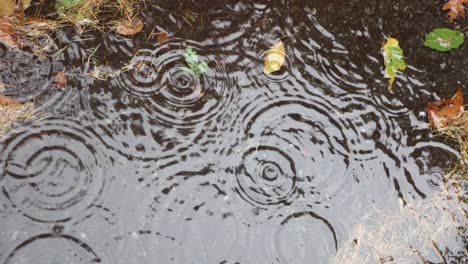 autumn rain, circles and bubbles in water in slow motion