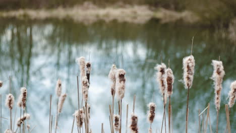 close-up of blooming reed against pond water