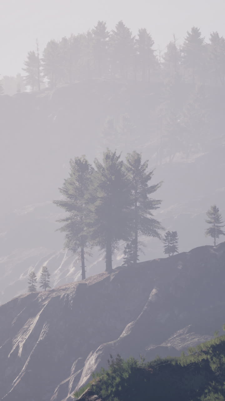 소나무 가 있는 안개 가 가득 한 산악 풍경