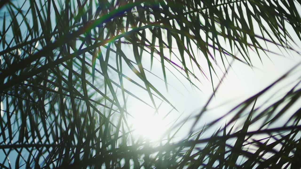 야자수 일출. 슬로우 모션 야자수.5