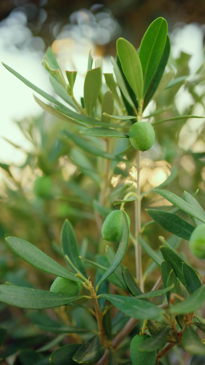 Rami di ulivo con olive verdi che maturano sotto la luce naturale del sole, a rappresentare l'agricoltura e il cibo sano