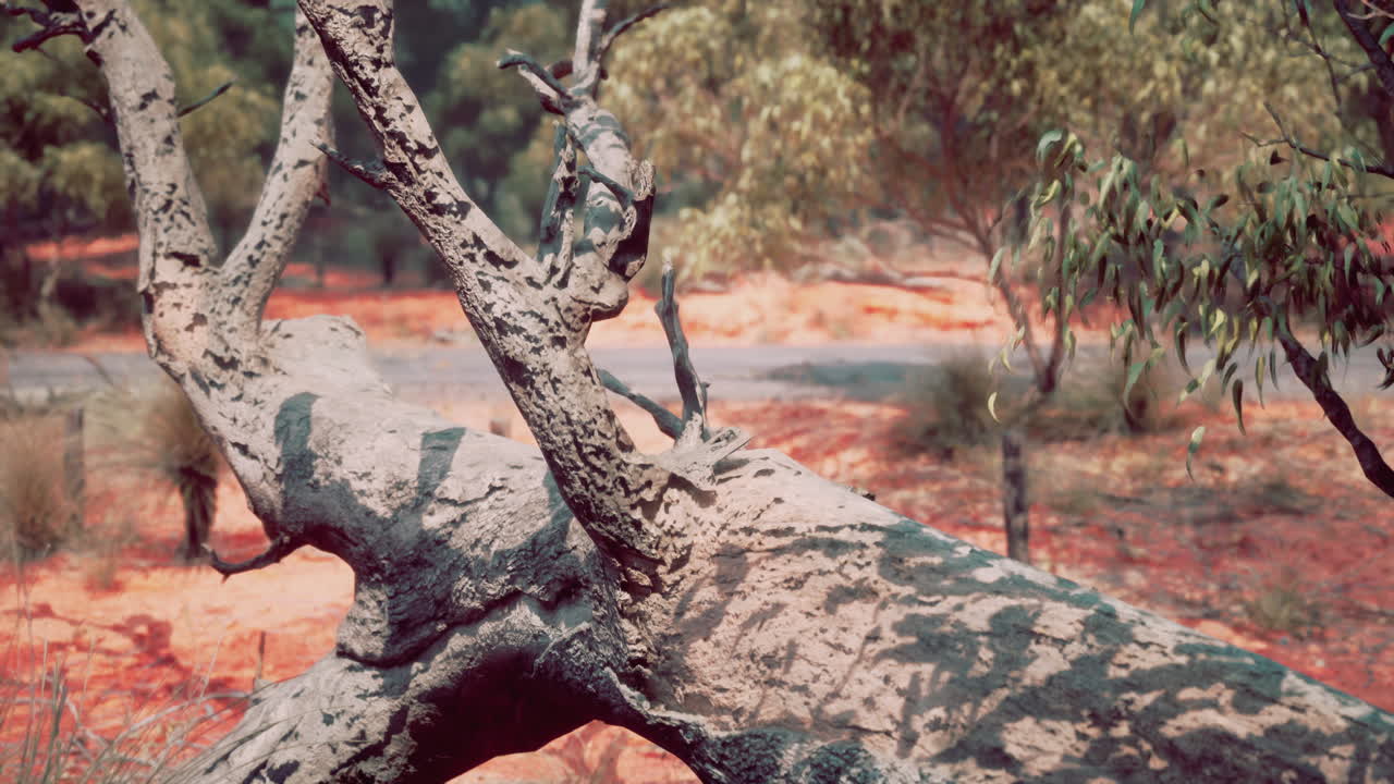 Burnt Australian Outback Landscape