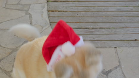 Akita-Inu-dog-adorned-with-a-Christmas-Santa-hat,-playfully-barking-while-requesting-a-present,-capturing-a-comical-scene-with-a-delightful-and-surprised-reaction