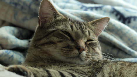 adorable tabby cat sleeping peacefully on a blanket