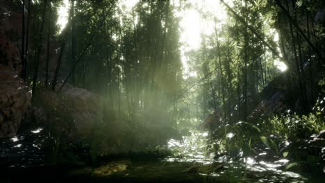 lush green leaves of bamboo near the shore of a pond with stones.