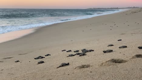 Las-Tortugas-Laúd-Bebés-Se-Arrastran-Cuesta-Abajo-Hacia-El-Océano