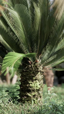 árbol de cícada en un jardín exuberante