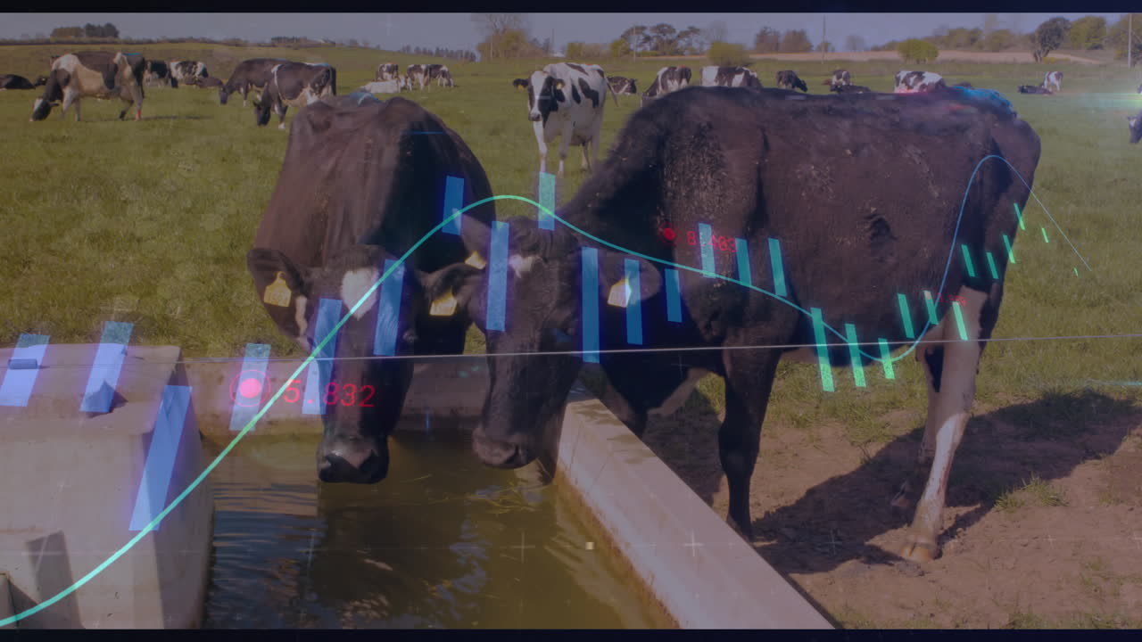 Dairy cows drinking at trough in pasture, displaying financial chart overlay with candlestick bars