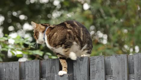 close-up shot of a cat sitting and looking around on a wooden fence for food