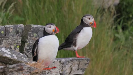 atlantic puffin (fratercula arctica), on the rock on the island of runde (norway)
