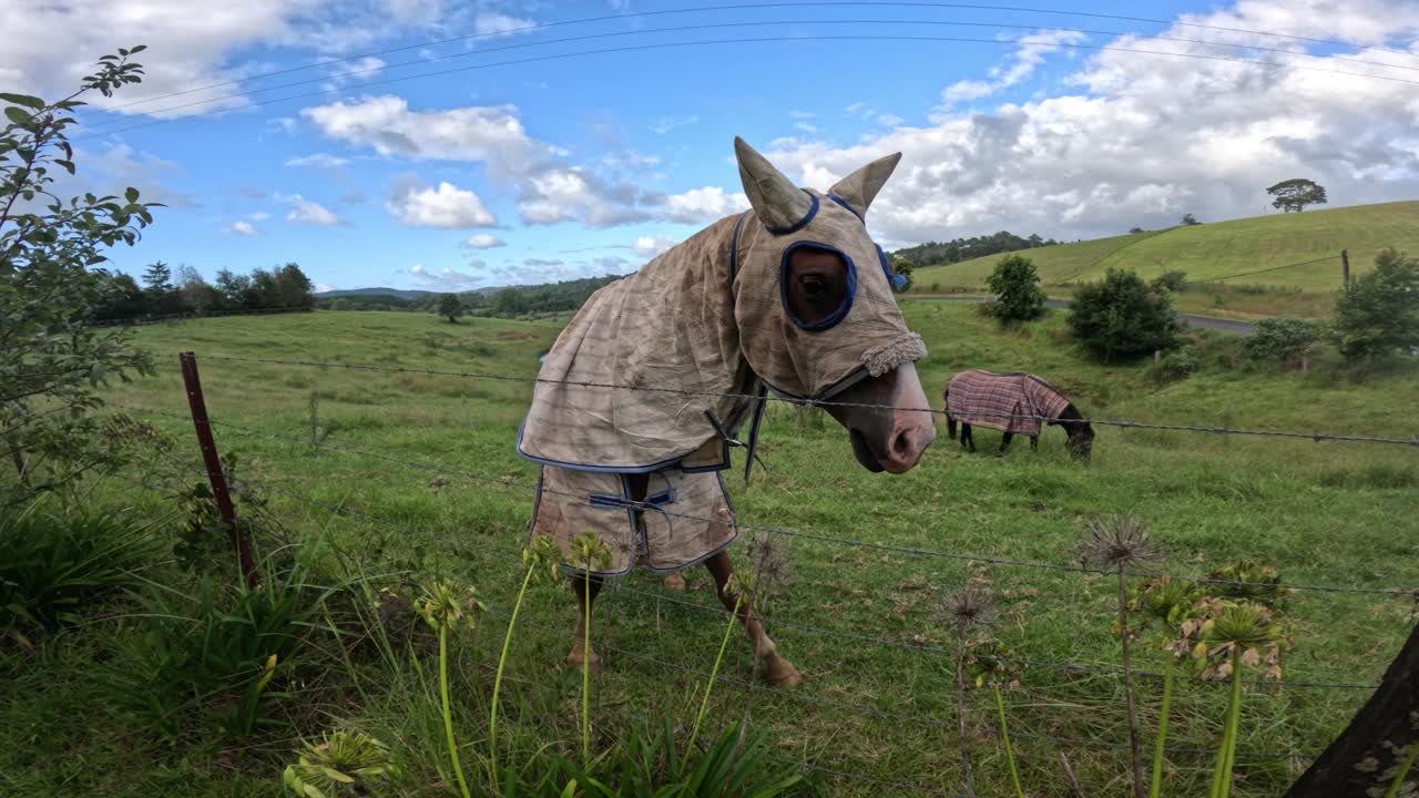 burro con una máscara de mosca y pastoreo de sábanas