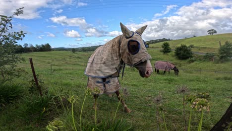 donkey wearing a fly mask and sheet grazing