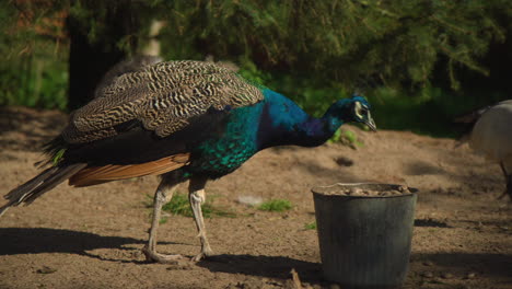 Hermoso-Pavo-Real-Comiendo-De-Un-Balde-En-El-Zoológico