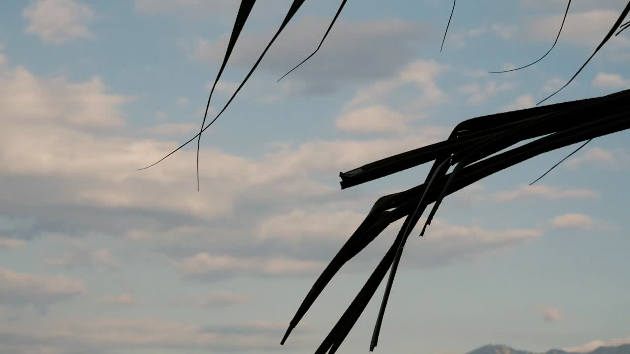 agitando hojas de palmera durante el día soleado y nublado en la isla de bali, indonesia