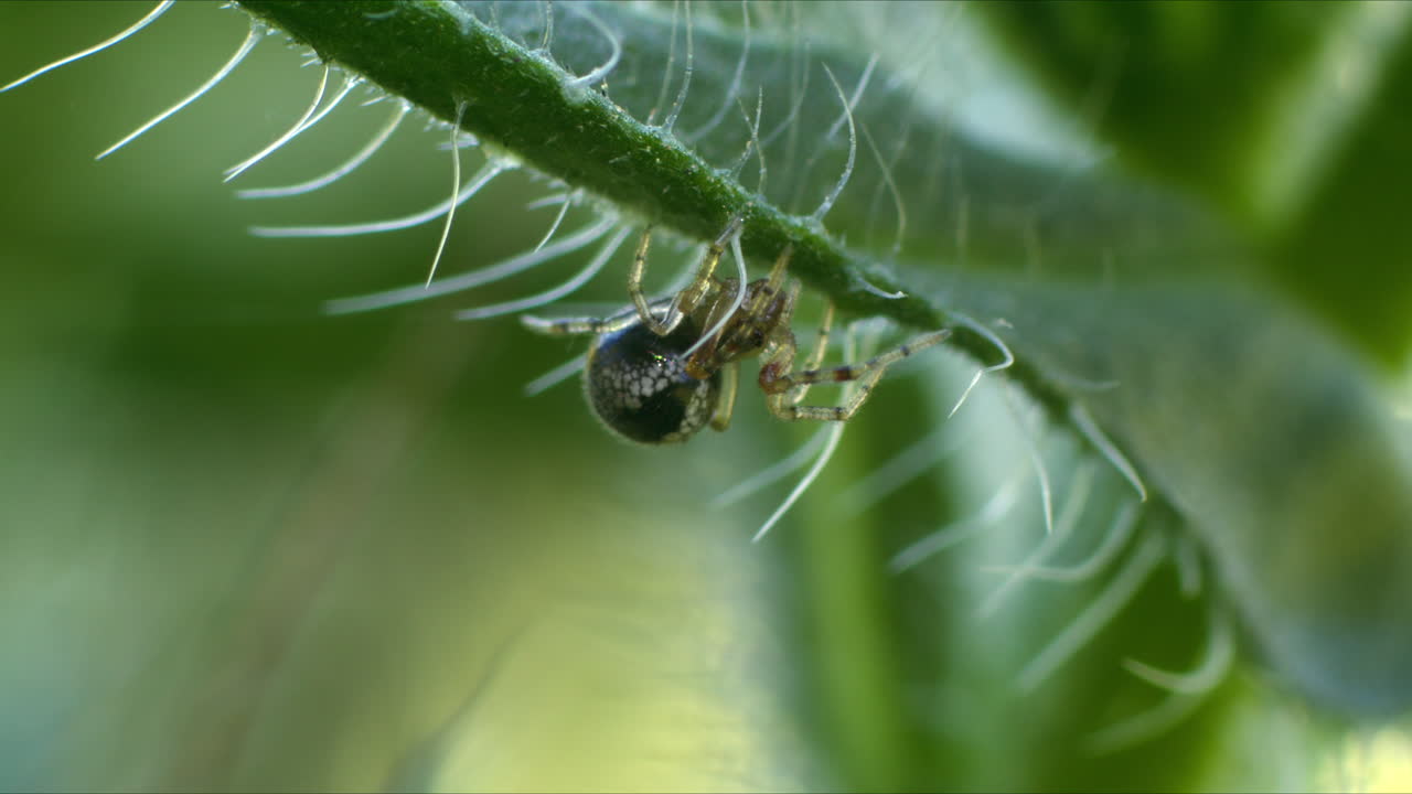 Tiny spider on underside of hairy plant, in nature