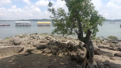 playa rocosa con un árbol solitario