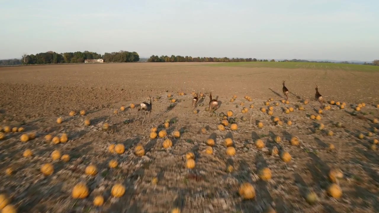 Toma aérea siguiendo a ciervas corriendo en un campo de calabazas.