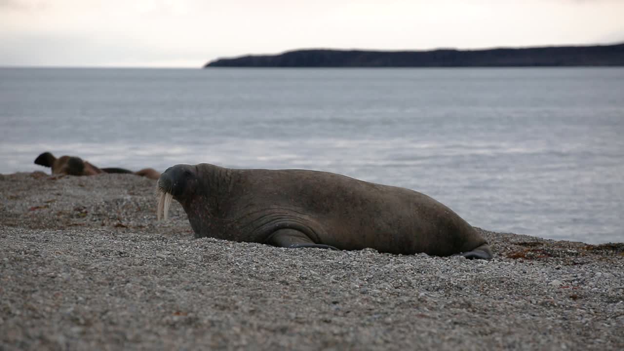 Tricheco che avanza barcollando dall'acqua alla spiaggia mentre si guarda intorno e uccelli volano sopra.