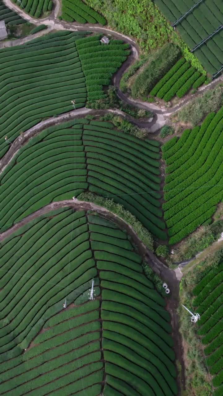 Aerial vertical fly Japanese Green Tea Matcha plantations, Uji terraces in Kyoto