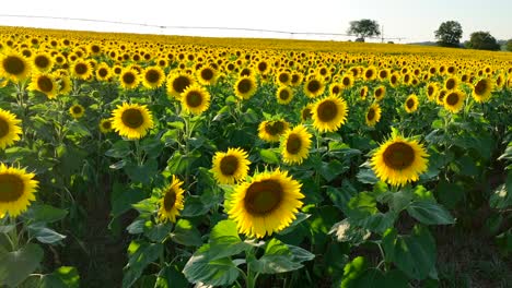 sunflower field in bloom during summer sunset