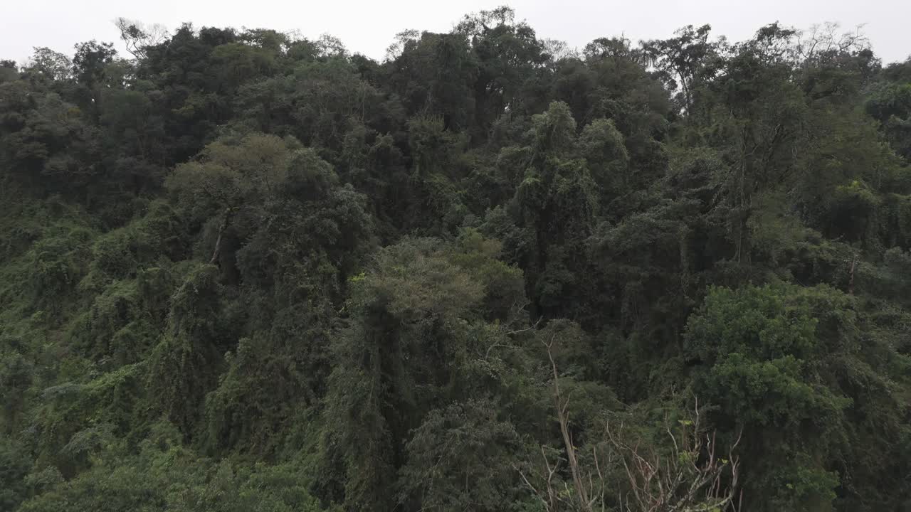 Dense forest covered with thick vegetation on an overcast day