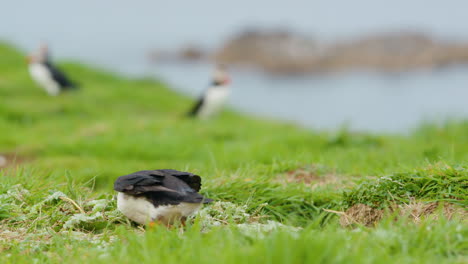 Atlantic-Puffin-tugging-on-dried-grass-with-his-beak-but-tumbles-over,-Scotland---Slomo