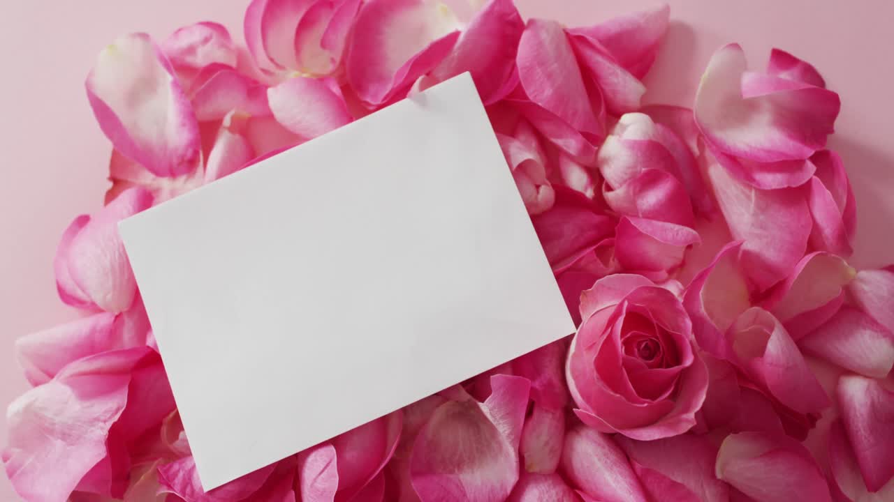 Pink rose with petals and white card on pink background at valentine's day