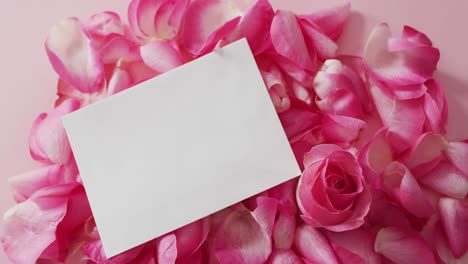 Pink-rose-with-petals-and-white-card-on-pink-background-at-valentine's-day