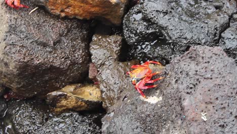 Close-up-of-a-red-crab-walking-and-moving-sideways-in-Galapgos-on-stones