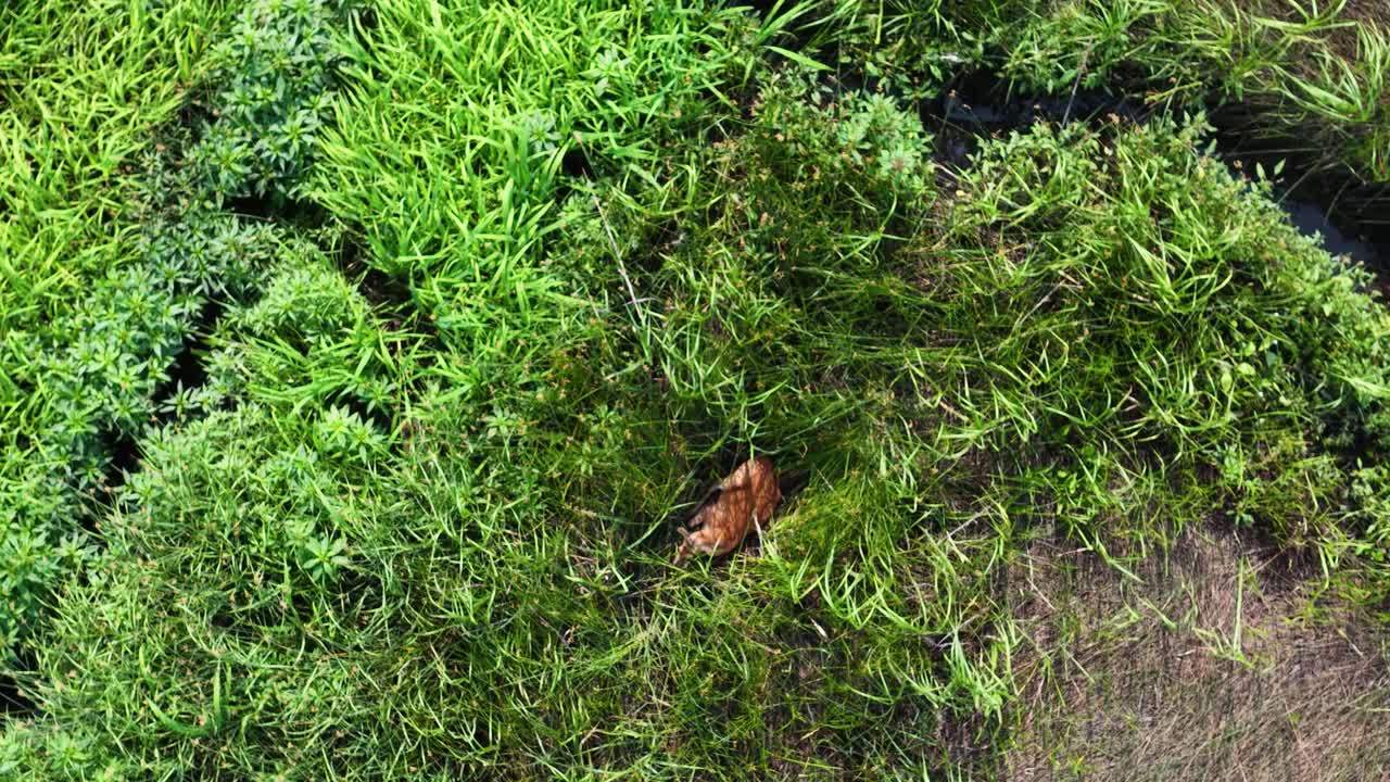Filmato di un drone che riprende un cervo marrone mentre pascola tranquillamente in una rigogliosa radura nella foresta vicino alla Middleton Place Plantation a Charleston, nella Carolina del Sud