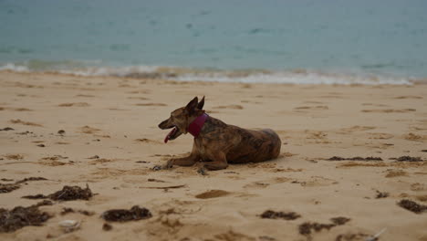 a graceful whippet dog enjoying an outdoor moment, showcasing its sleek and energetic nature. perfect for themes of pets, animals, and outdoor activities.