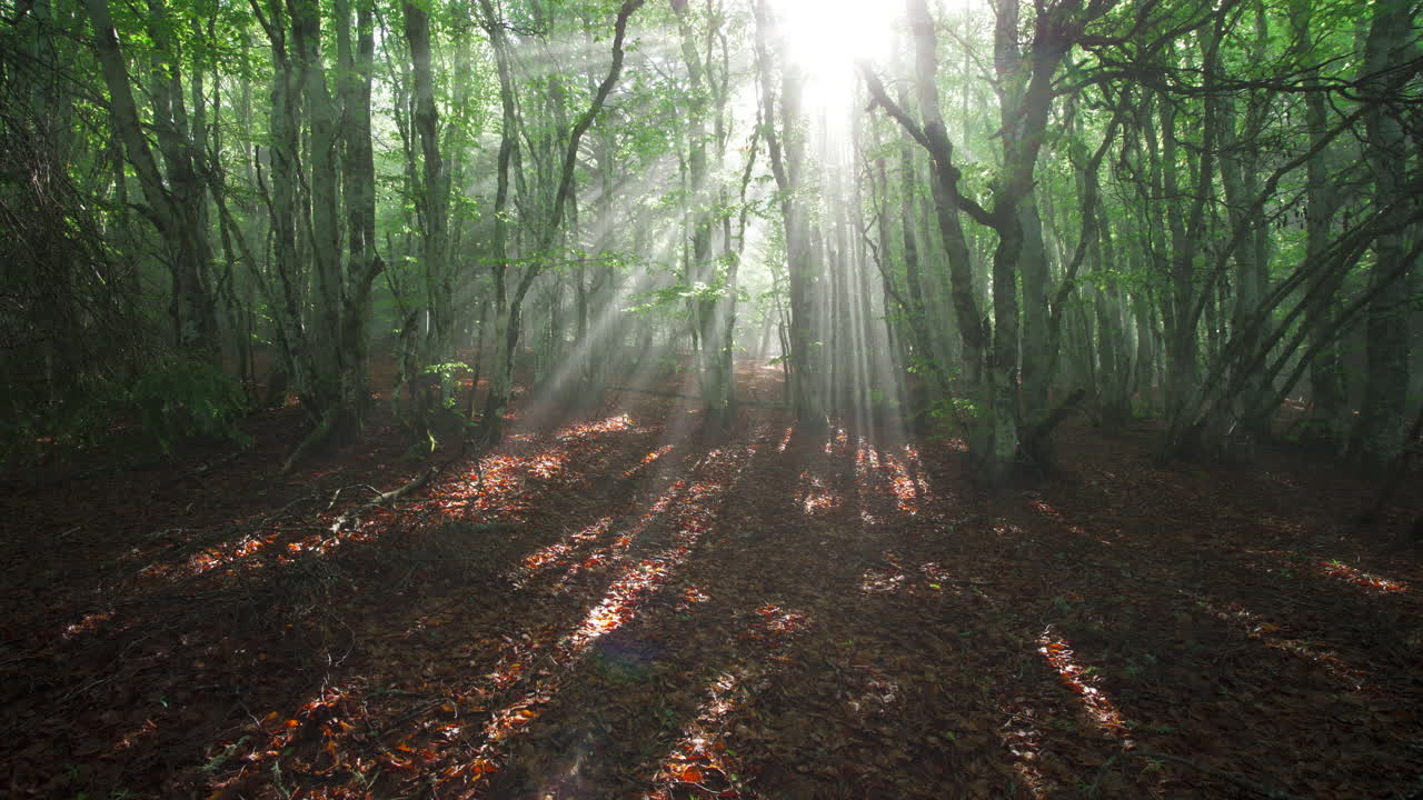a misty beech forest in the early morning in the Pilat park in france