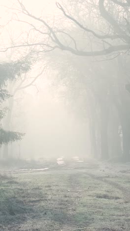 misty forest path