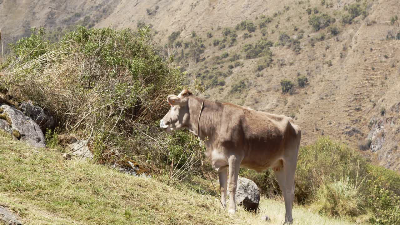 vaca pumamarka parada en una colina inclinada - 4k