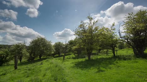 campiña inglesa 03