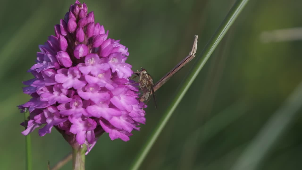 polinización de insectos en una flor de orquídea piramidal