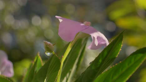 Vista-Estática-De-Una-Hermosa-Flor-Rosa-En-Una-Hoja-Verde-Puntiaguda-A-La-Sombra