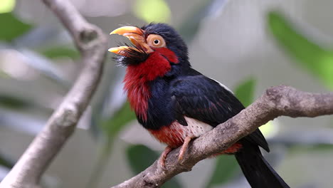 a rare bearded barbet perched on a tree branch with it's mouth open and looking around - close up