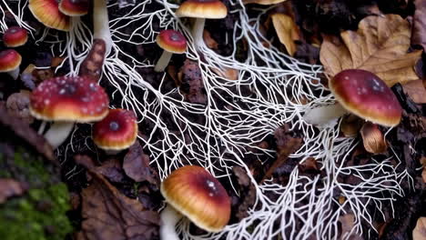 a captivating close-up of mushrooms and an intricate mycelial network on a forest floor
