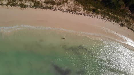 hombre caminando en la playa de la isla saouna en la república dominicana aérea