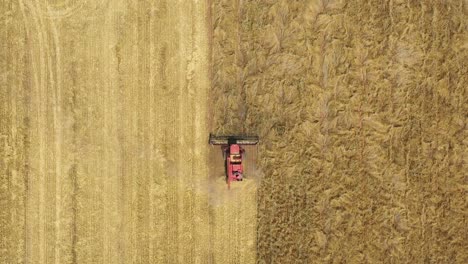 Eine-Ausgezeichnete-Aufnahme-Von-Oben-Eines-Landwirtschaftlichen-Mähdreschers,-Der-Ein-Feld-In-Parkes,-New-South-Wales,-Australien,-Durchschneidet