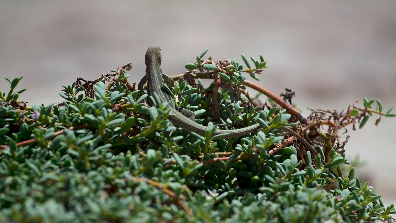 먹이를 찾아 해변에 있는 식물을 가로질러 걷는 녹색과 검은색 도마뱀