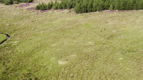 Dynamic-drone-shot-of-a-pair-of-red-deer-on-the-moorland-and-peatland-on-the-Isle-of-Lewis,-part-of-the-Outer-Hebrides-of-Scotland