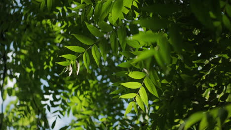 looking up towards green european ash tree leaves