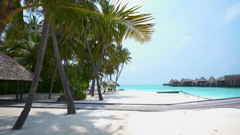 maldives resort beach with boardwalk palm trees blue